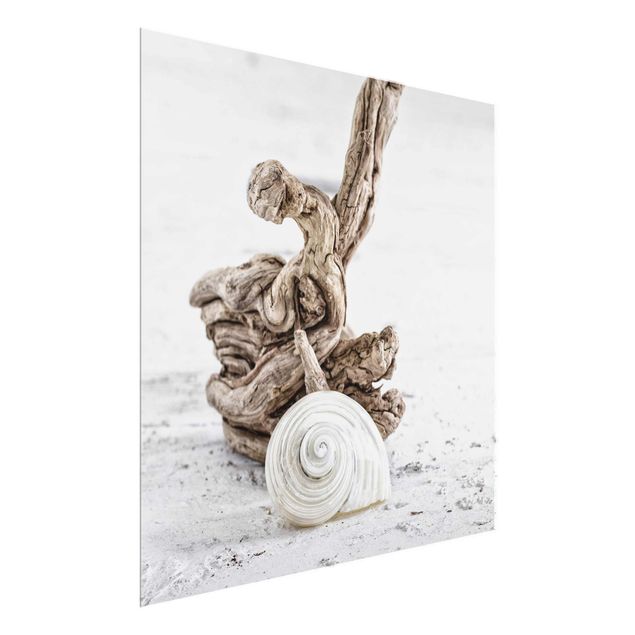 Cuadros con mar White Snail Shell And Root Wood