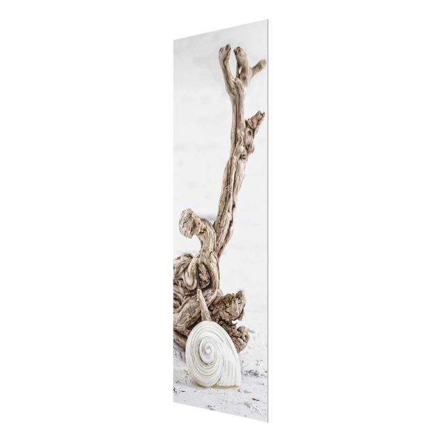 Cuadros de cristal playas White Snail Shell And Root Wood