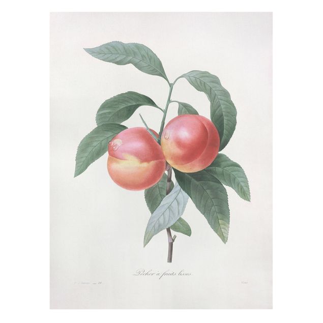 Cuadros plantas Botany Vintage Illustration Peach