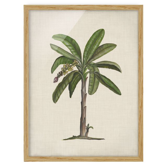 Cuadros plantas British Palms II