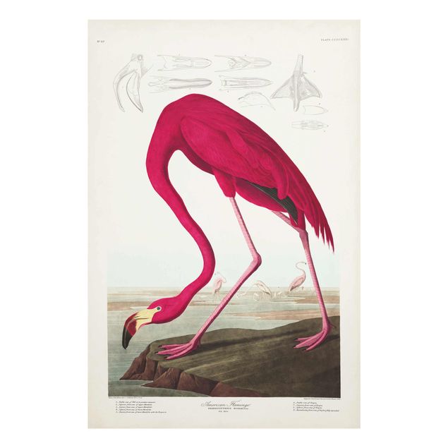Cuadros Vintage Board American Flamingo