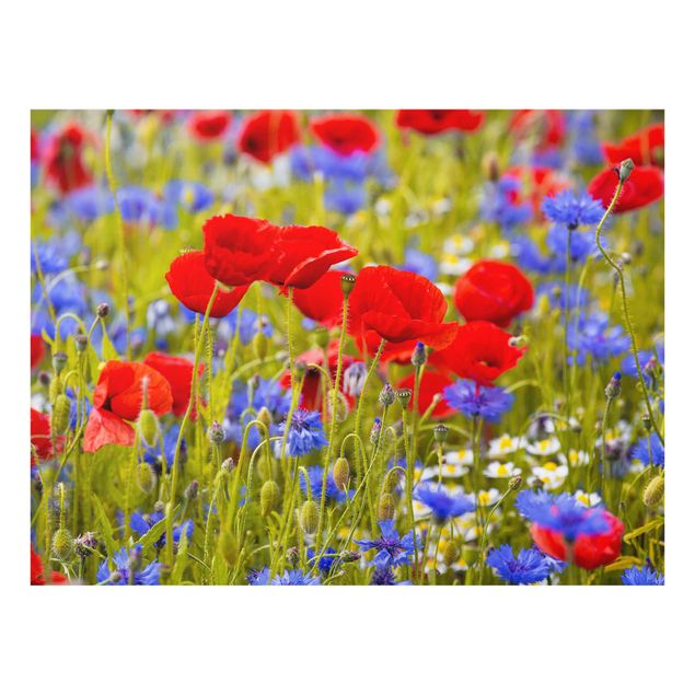 Cuadros plantas Summer Meadow With Poppies And Cornflowers