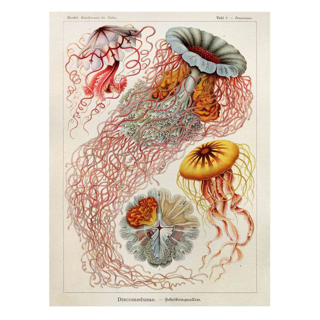 Cuadros rojos Vintage Board Jellyfish