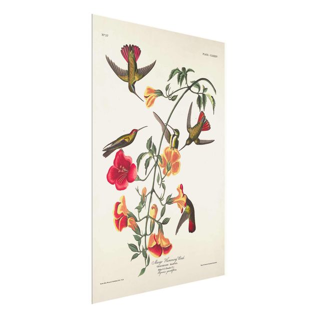 Cuadros de flores Vintage Board Mango Hummingbirds