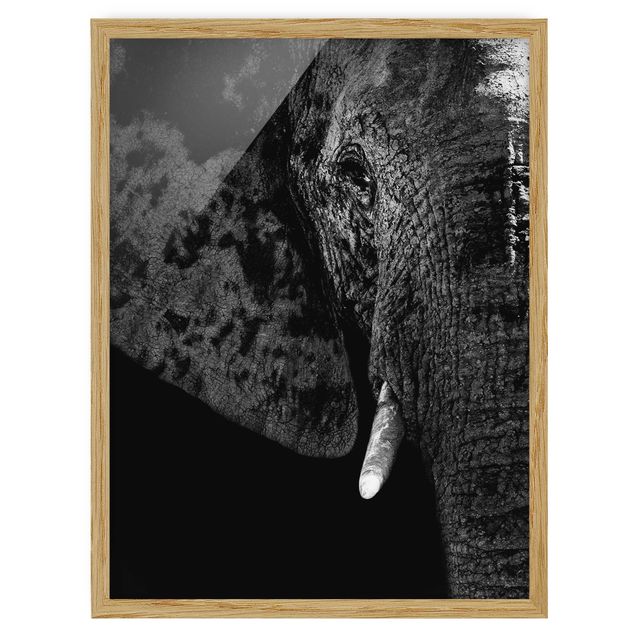 Pósters enmarcados en blanco y negro African Elephant black and white