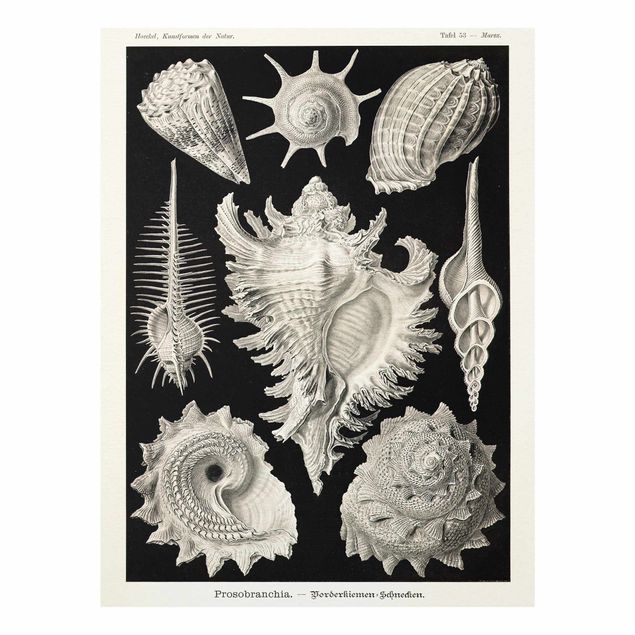 Cuadros de cristal blanco y negro Vintage Board Mussels I