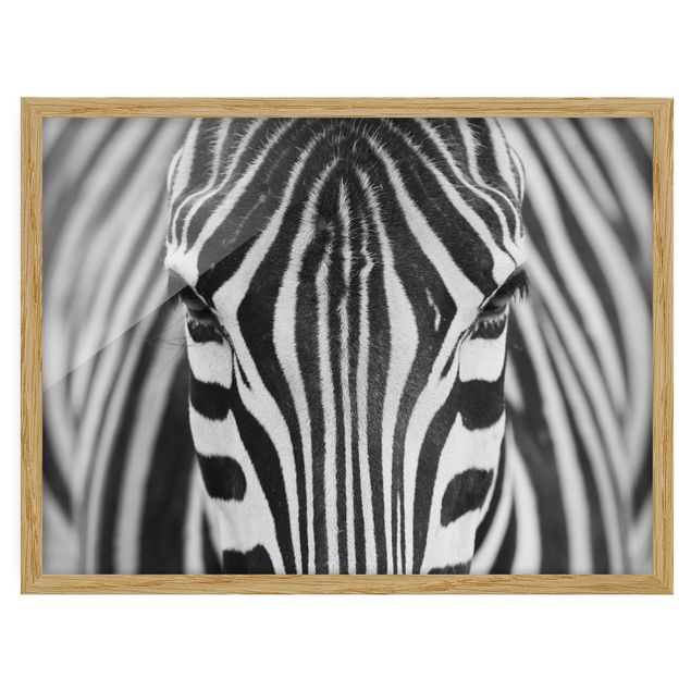 Pósters enmarcados de animales Zebra Look