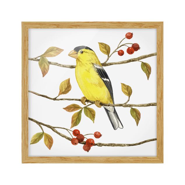 Cuadro retro Birds And Berries - American Goldfinch