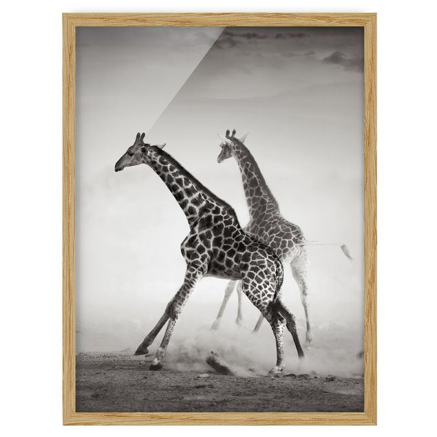 Pósters enmarcados de animales Giraffe Hunt