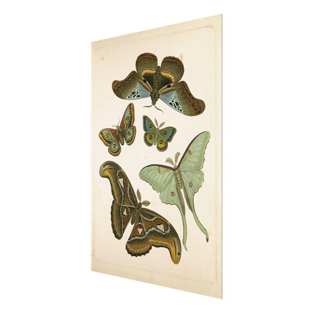 Cuadros marrón Vintage Illustration Exotic Butterflies II