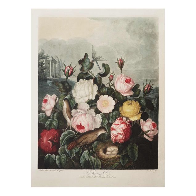 Cuadros de flores modernos Botany Vintage Illustration Of Roses