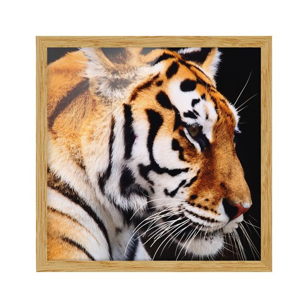 Cuadros modernos Tiger Beauty