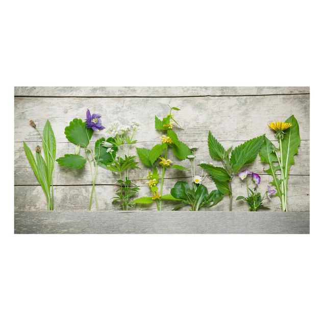 Cuadros de plantas Medicinal and Meadow Herbs