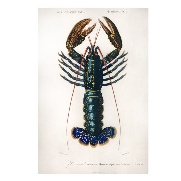 Cuadros en tonos azules Vintage Board Blue Lobster