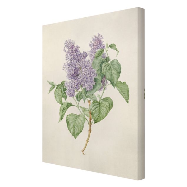 Cuadros flores Maria Geertruyd Barber-Snabilie - Lilac