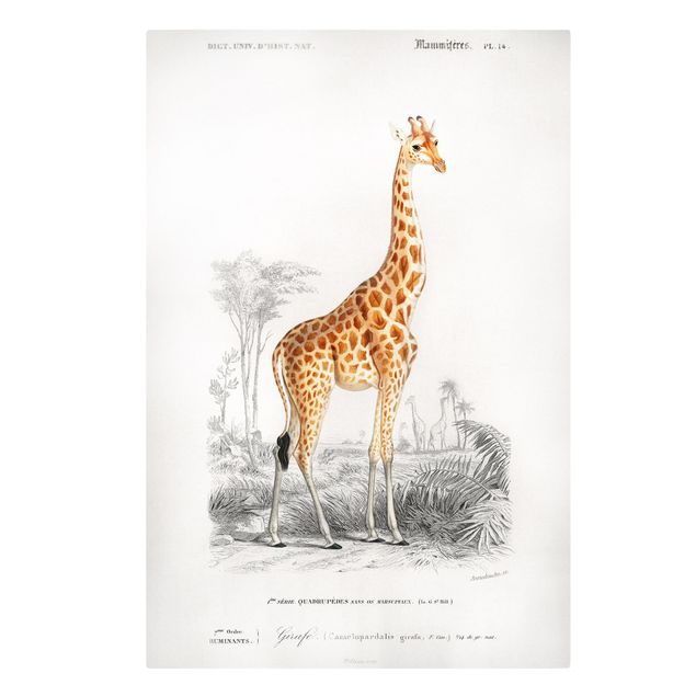 Lienzos animales Vintage Board Giraffe