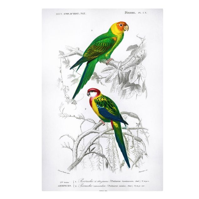 Cuadros de flores modernos Vintage Wall Chart Two Parrots Green Red