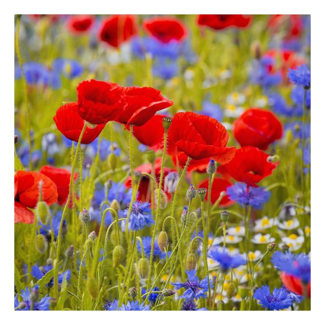 Cuadros plantas Summer Meadow With Poppies And Cornflowers