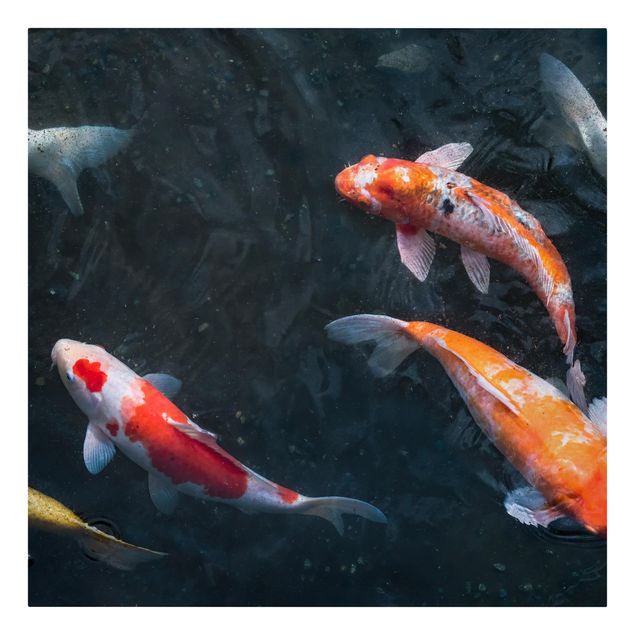 Cuadros de peces modernos Kois In A Pond