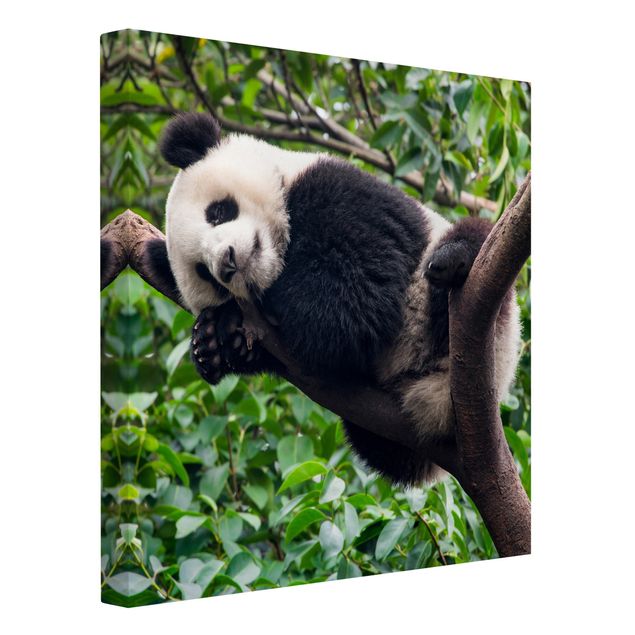 Cuadros de paisajes naturales  Sleeping Panda On Tree Branch