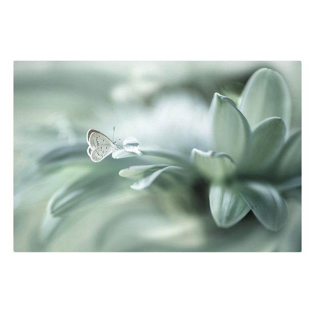 Cuadros en lienzo de flores Butterfly And Dew Drops In Pastel Green