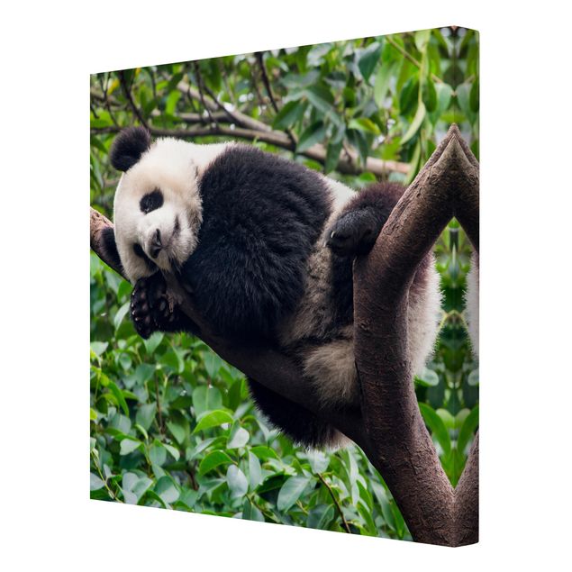 Lienzos paisajes naturales Sleeping Panda On Tree Branch