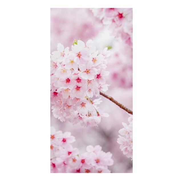 Lienzos de flores Japanese Cherry Blossoms