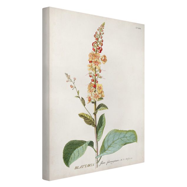 Cuadros de flores Vintage Botanical Illustration Mullein