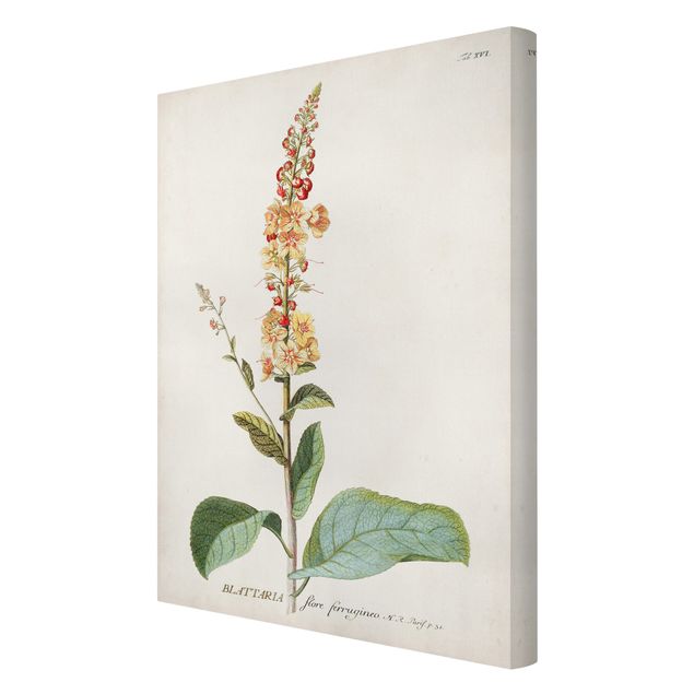 Cuadros Vintage Botanical Illustration Mullein