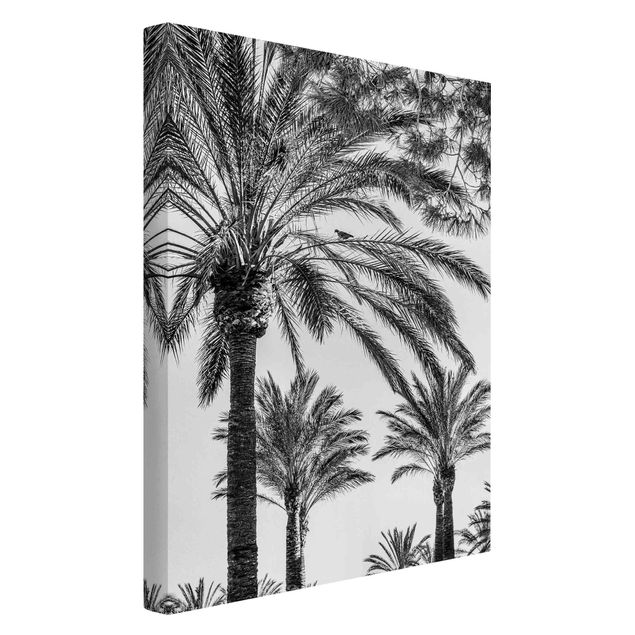 Cuadros en lienzo de flores Palm Trees At Sunset Black And White