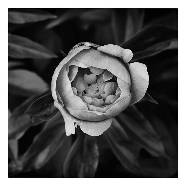 Cuadros plantas Peonies In Front Of Leaves Black And White