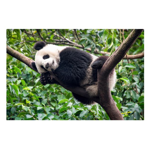 Cuadro selva tropical Sleeping Panda On Tree Branch