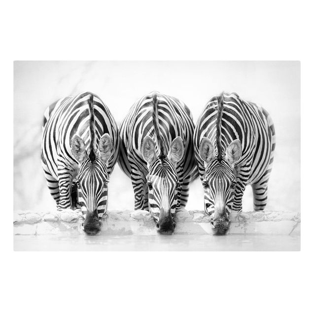 Lienzos animales Zebra Trio In Black And White