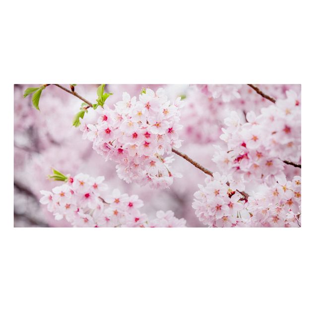 Lienzos flores Japanese Cherry Blossoms