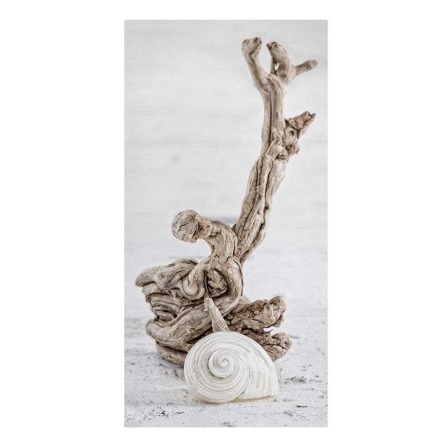 Lienzos de cuadros famosos White Snail Shell And Root Wood
