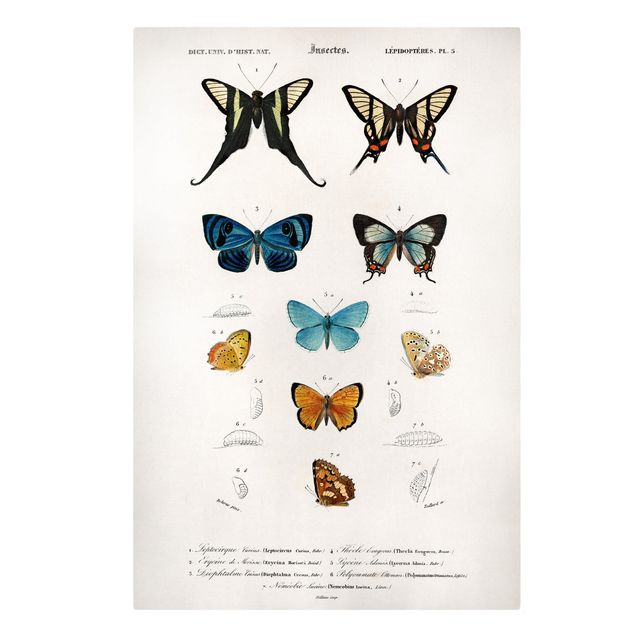 Lienzos de animales Vintage Board Butterflies I