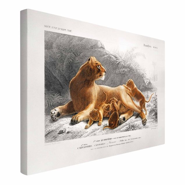 Cuadros leones Vintage Board Lioness And Lion Cubs
