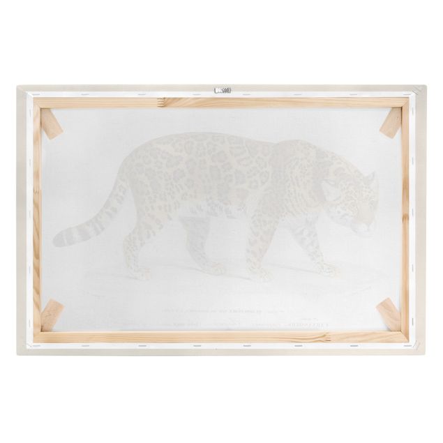 Lienzos animales Vintage Board Jaguar
