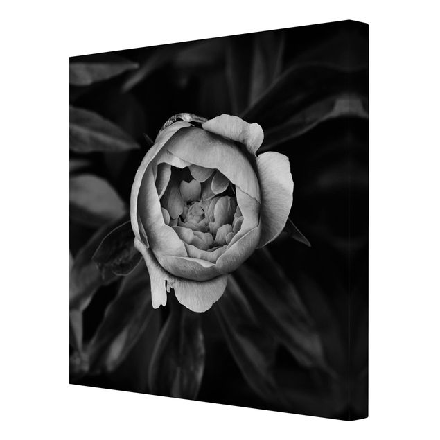 Cuadros a blanco y negro Peonies In Front Of Leaves Black And White