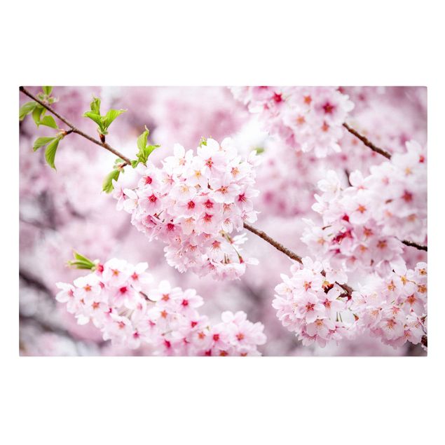 Cuadros en lienzo de flores Japanese Cherry Blossoms