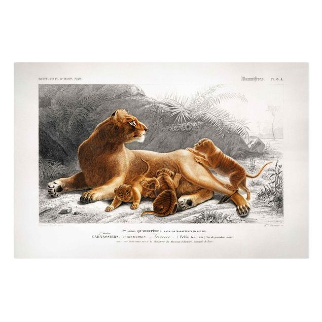 Lienzos de África Vintage Board Lioness And Lion Cubs
