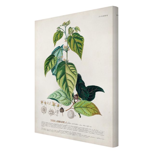 Cuadros modernos Vintage Botanical Illustration Cocoa