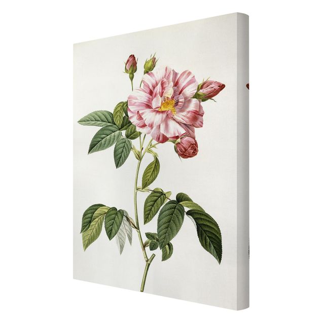 Cuadros plantas Pierre Joseph Redoute - Pink Gallica Rose