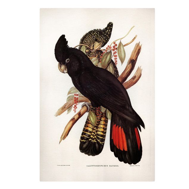 Cuadros de flores Vintage Illustration Black Cockatoo Black Gold