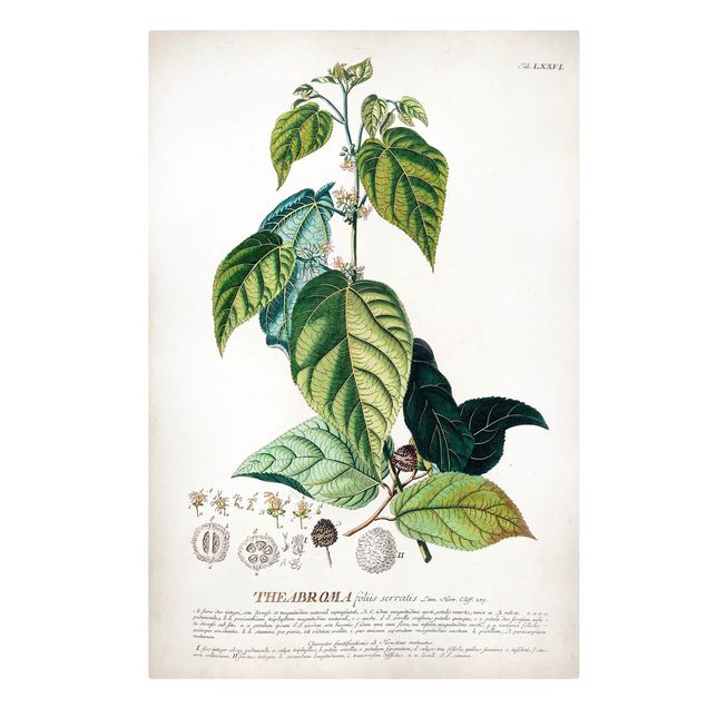 Cuadros tonos verdes Vintage Botanical Illustration Cocoa