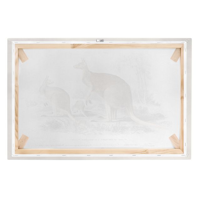 Cuadros marrón Vintage Board Kangaroo