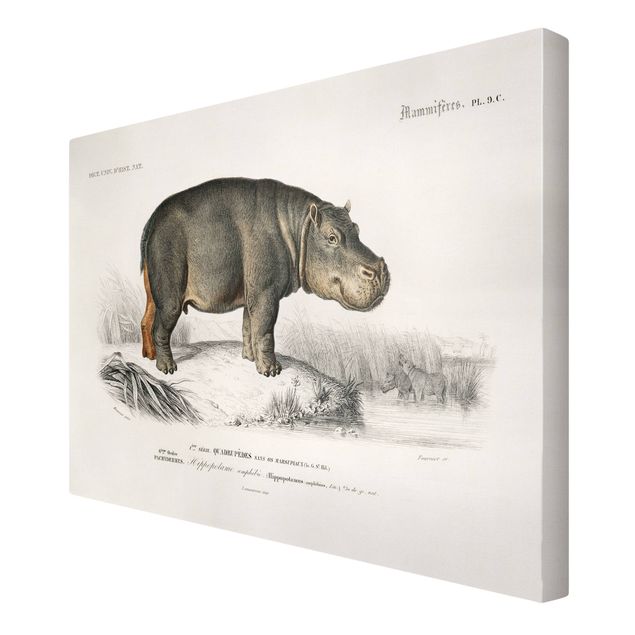 Lienzos de paisajes Vintage Board Hippo