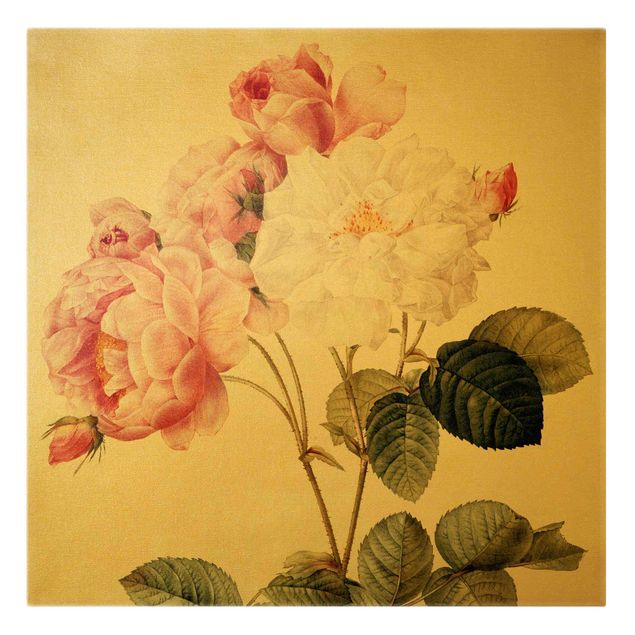 Lienzos flores Pierre Joseph Redoute - Rosa Damascena