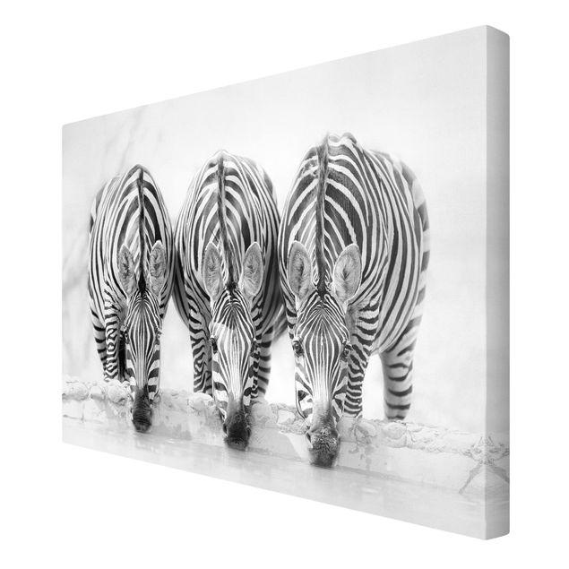 Cuadros modernos Zebra Trio In Black And White