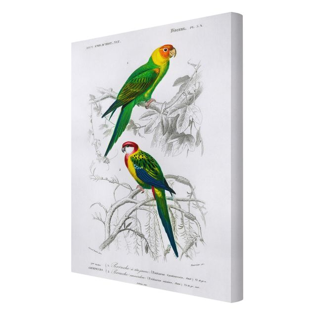 Cuadros tonos verdes Vintage Wall Chart Two Parrots Green Red